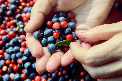 Sorting wild blueberries and lingonberries, fresh berries in handful.