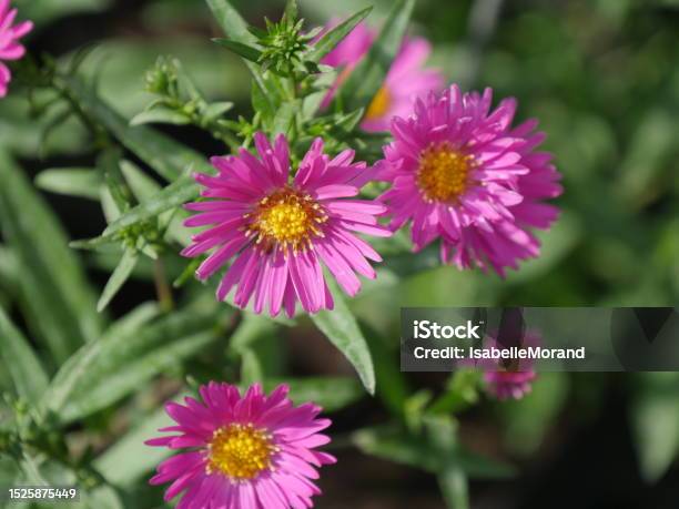 Aster Novibelgium Lisette Stock Photo - Download Image Now - Aster, Autumn, Botany