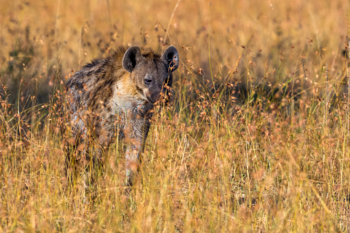 Spotted Hyena waiting behind the bushes and watching for hunting in wildlife