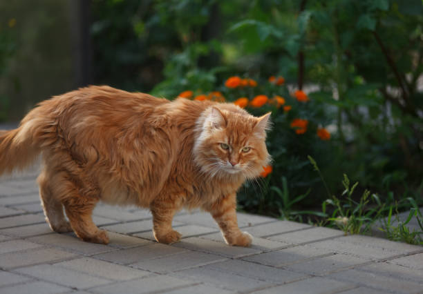 istock A ginger cat walking on a tiled path in a garden 1525885045