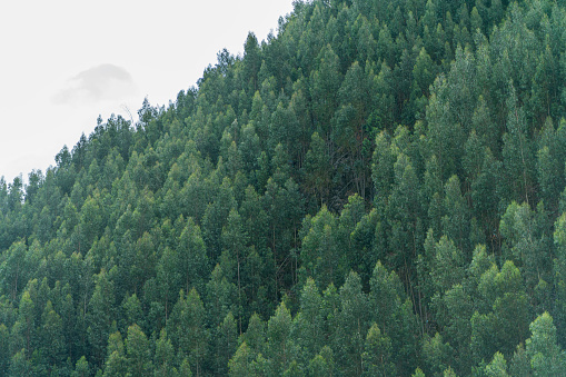 landscape of beautiful pine trees in the towns on the outskirts of bogota