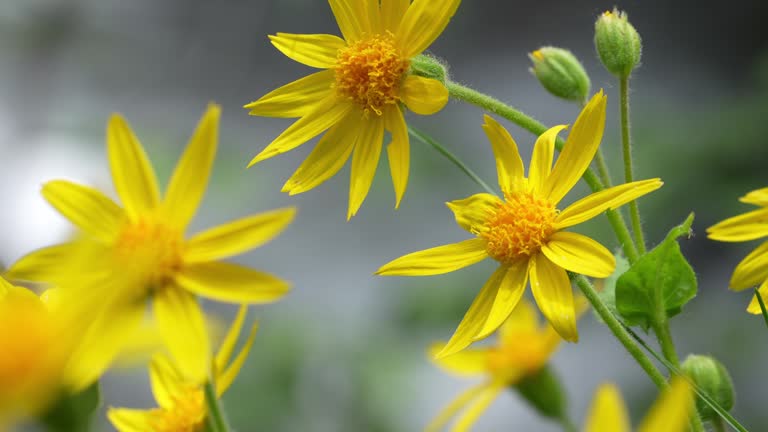 Colorado Wildflowers