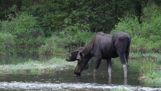 Wild Moose Colorado