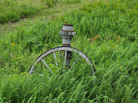 An old wooden wagon wheel with grass grown up around it.