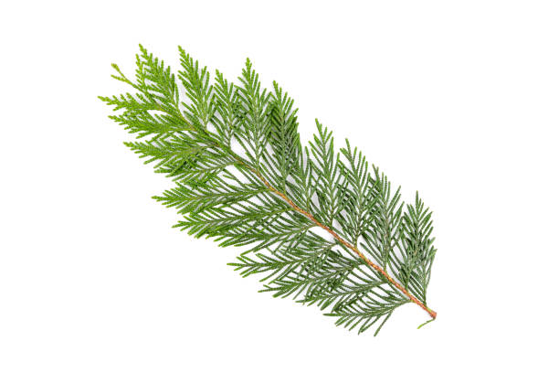 istock Green thuja branch isolated on white background. Item for packaging, design, mockup. 1525955263