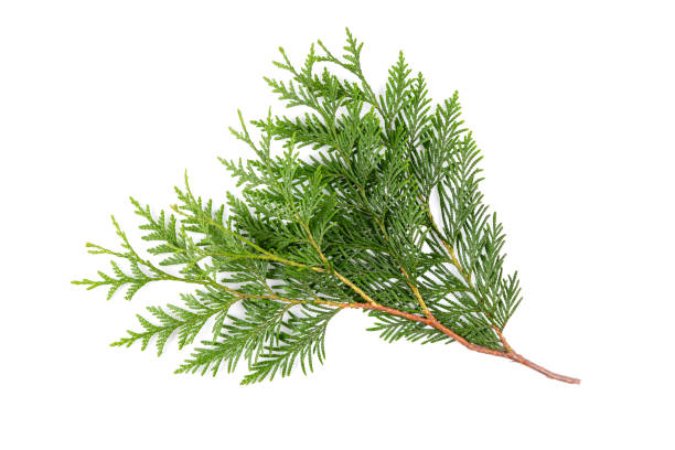 istock Green thuja branch isolated on white background. Item for packaging, design, mockup. 1525955530