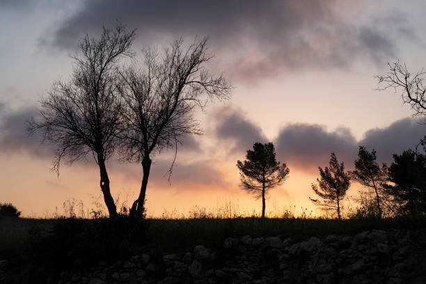 um pôr do sol nas montanhas da judeia, israel - horizon over land israel tree sunrise - fotografias e filmes do acervo