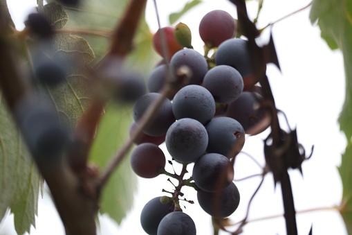 Dark toned photo of organic grapes.