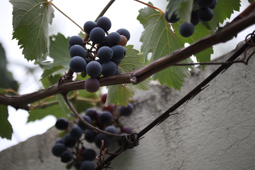 Dark toned photo of organic grapes.