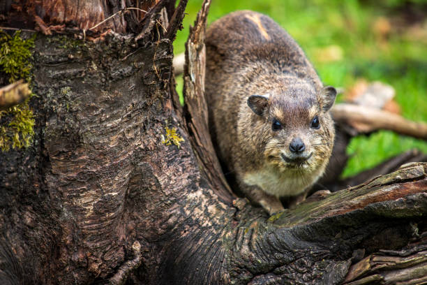 Yellow-spotted rock hyrax bush hyrax, Heterohyrax brucei View of Yellow-spotted rock hyrax bush hyrax, Heterohyrax brucei hyrax stock pictures, royalty-free photos & images