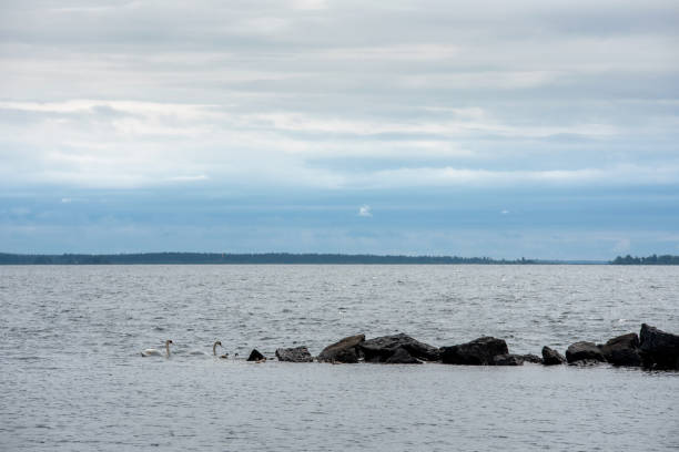 pareja de cisnes y descendencia - finland lake summer couple fotografías e imágenes de stock