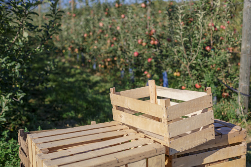 Orchard apples