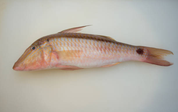 istock Goat fish or Armored catfish on board 1526016195