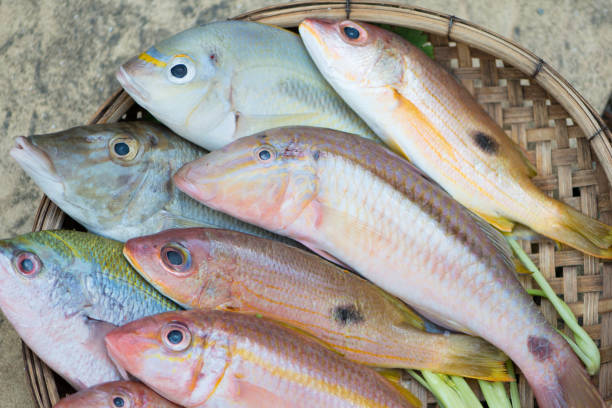 istock Fish from Ikejime process for sashimi and sushi in wood bastket 1526018801