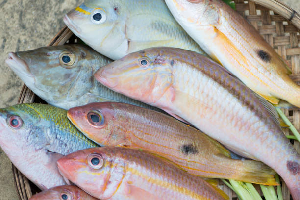 istock Fish from Ikejime process for sashimi and sushi in wood bastket 1526019313