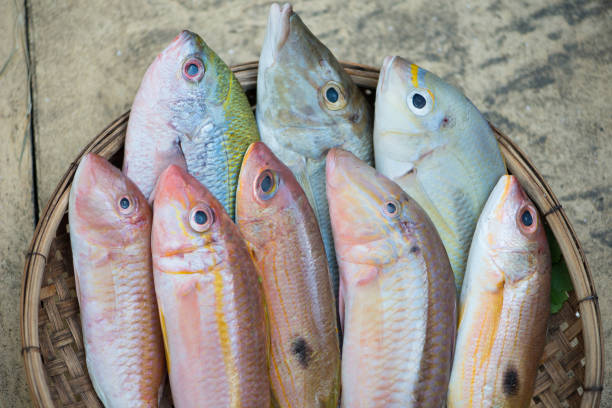 istock Fish from Ikejime process for sashimi and sushi in wood bastket 1526019324