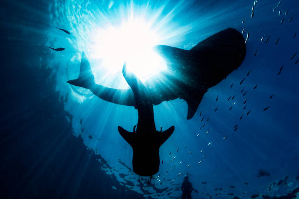 Two Whale Sharks and a Snorkler in the Sunlight, Triton Bay, Indonesia stock photo
