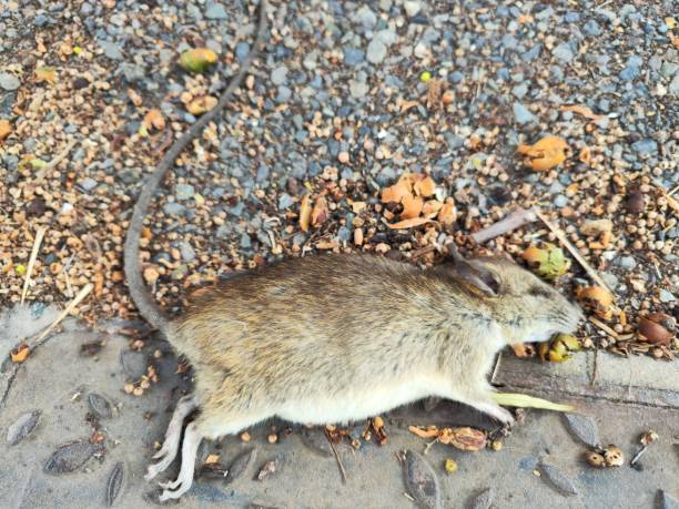 istock Dead rat in the street 1526039115