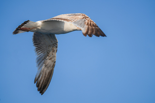 Close up of Seagull, sea bird flying with clean blue sky in background ideal for copy space.