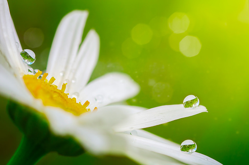 one large white daisy with dew drops,  floral background, selective focus