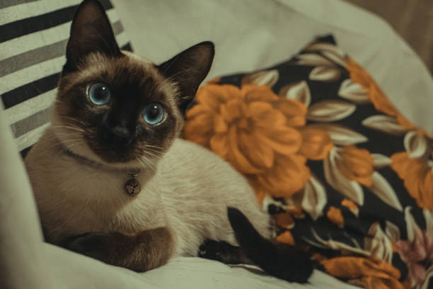 istock A Siamese cat’s captivating gaze 1526126176
