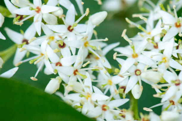 istock Twig Dogwood flower #2 1526127664
