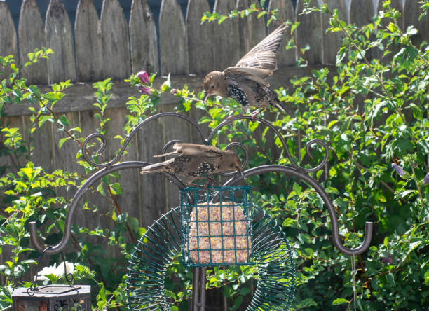 istock European Starlings at feeder #1 1526129698
