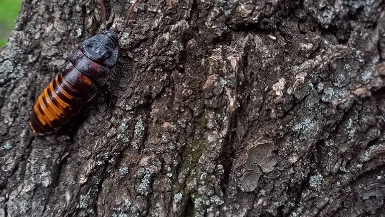 large Madagascar hissing cockroach crawling on tree. Gromphadorhina portentosa, largest cockroach in world. exotic insect as pet. absolutely safe and harmless insect for humans. Outdoor