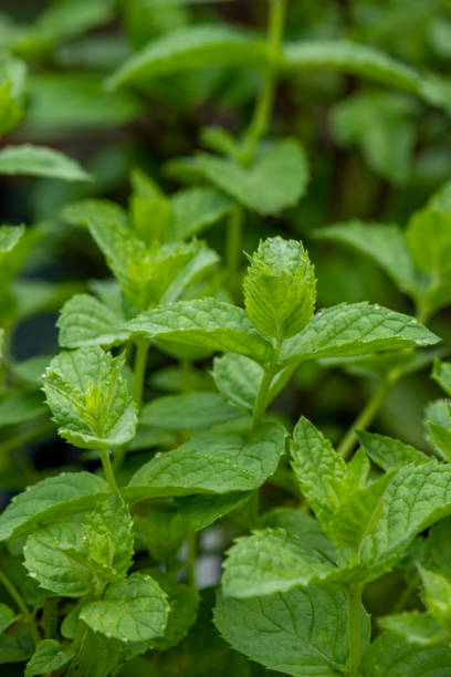 istock Close up of Mint plant #2 1526151831