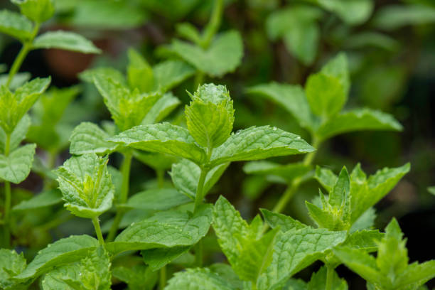 istock Close up of Mint plant #3 1526151836