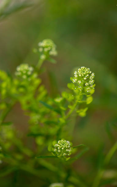 istock Virginia Pepperweed  close Up #2 1526159149
