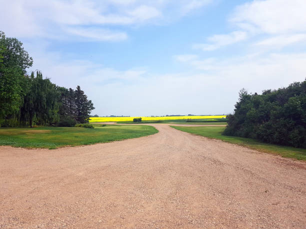 카놀라가 있는 아름다운 서스캐처원 대초원 풍경 - saskatchewan country road road prairie 뉴스 사진 이미지