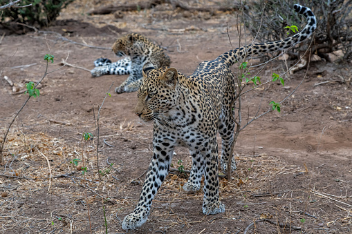 Leopard (Panthera Pardus). Young male leopard trying to steal food from his mother in Mashatu Game Reserve in the Tuli Block in Botswana