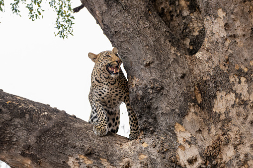 Leopard (Panthera Pardus). Young male leopard standing in a big tree looking to steal food from his mother in Mashatu Game Reserve in the Tuli Block in Botswana