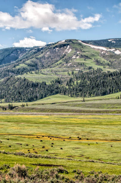 istock Buffalo Grazing in Lamar Valley 1526236658