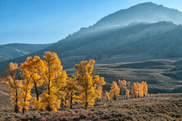 istock Golden Aspens in Lamar Valley 1526237165