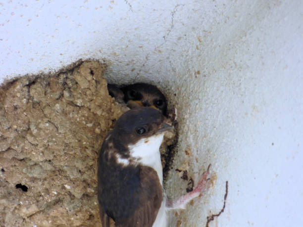 istock House Martin and family 1526289062