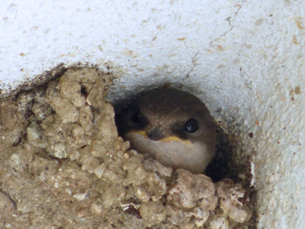 istock House Martin and family 1526289070