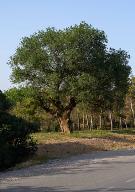 istock Atlas pistachio (Pistacia Atlantica) tree in the Aures mountains 1526298907