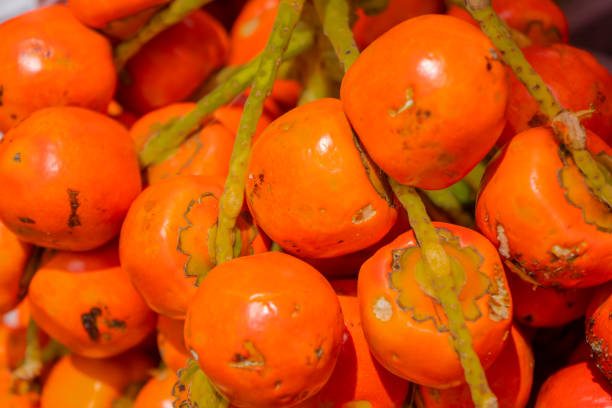 istock Ripe red chontaduro A tropical fruit 1526300955