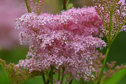 Close-up of queen of the prairie (Filipendula rubra), flowers and buds, in a Connecticut meadow, summer. Also known as meadowsweet. An eastern wildflower that is cultivated.