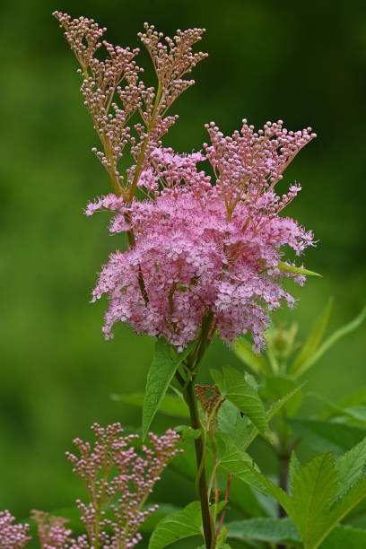 istock Queen of the prairie, vertical 1526324605