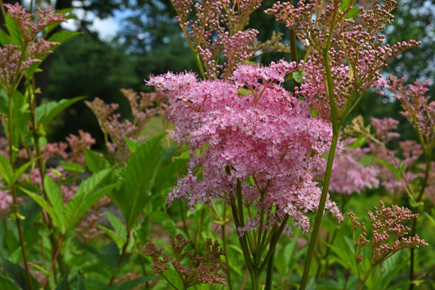 istock Queen of the prairie, medium shot 1526326183