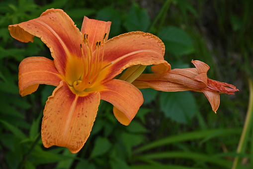 Orange day lilies (Hemerocallis fulva), yesterday and today. Each flower lives only one day.