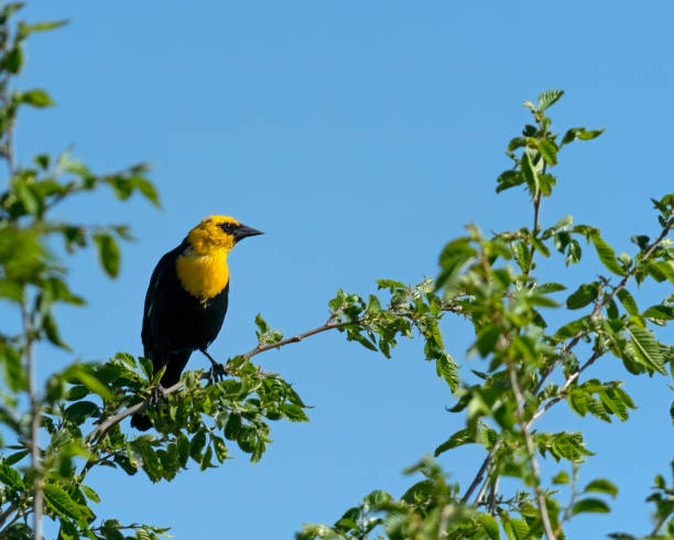 istock Yellow Headed Blackbird perched in a tree against the blue sky 1526378131