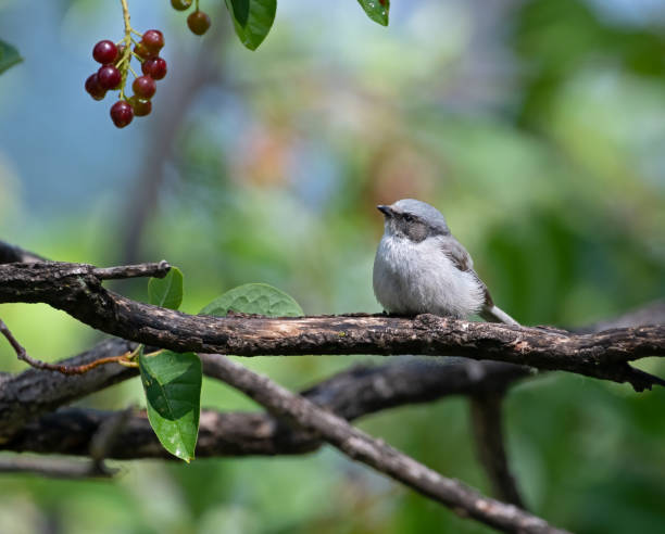 istock American Bushtit on a branch looking at berries 1526378134