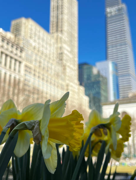 istock Daffodils in Washington Square Park 1526382240