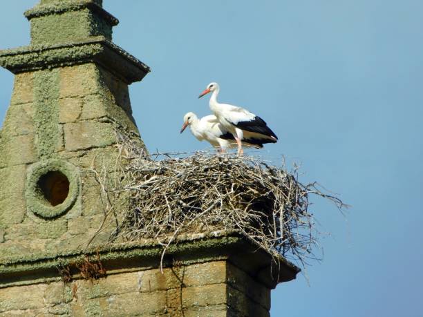 istock Graceful White Stork Soaring Through Clear Blue Sky 1526388497