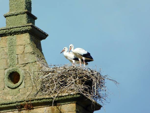 istock Graceful White Stork Soaring Through Clear Blue Sky 1526388501