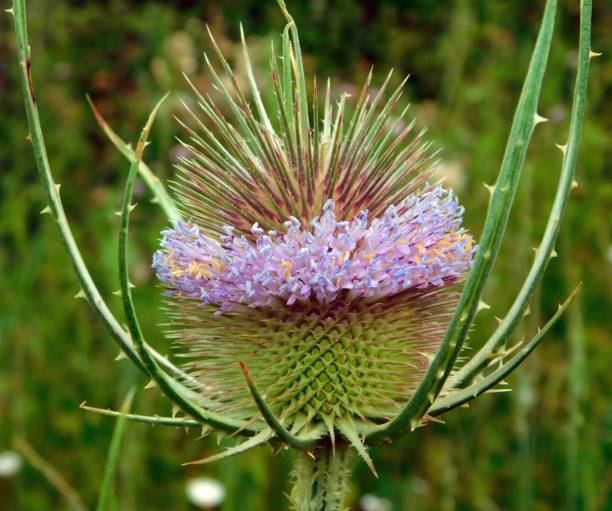istock Dipsacus fullonum purple flowers 1526401382